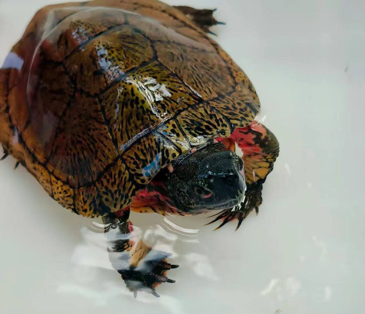 Tortoise & Turtle Farm – Tortoise & Turtle Farm