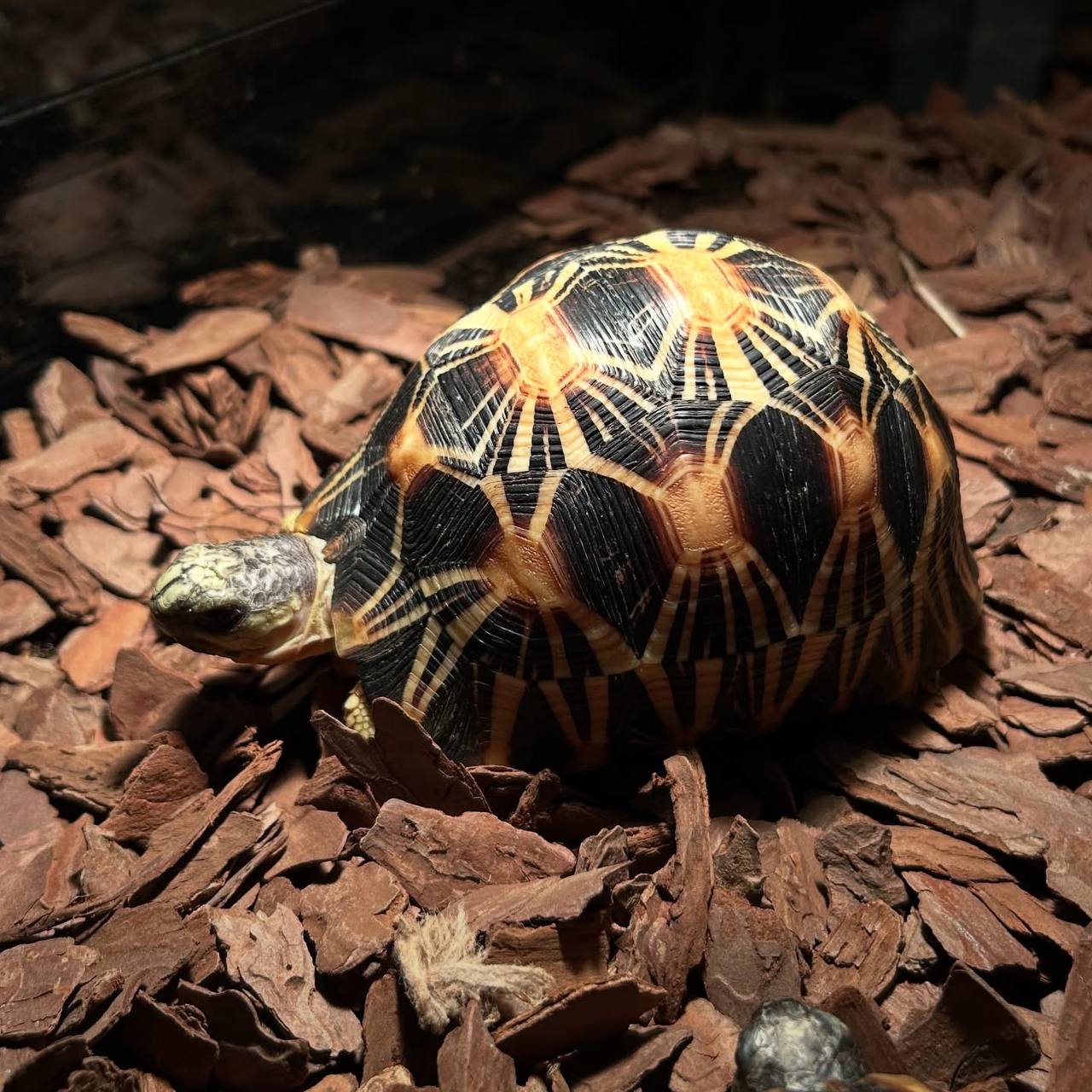 Radiated Tortoise – Tortoise & Turtle Farm