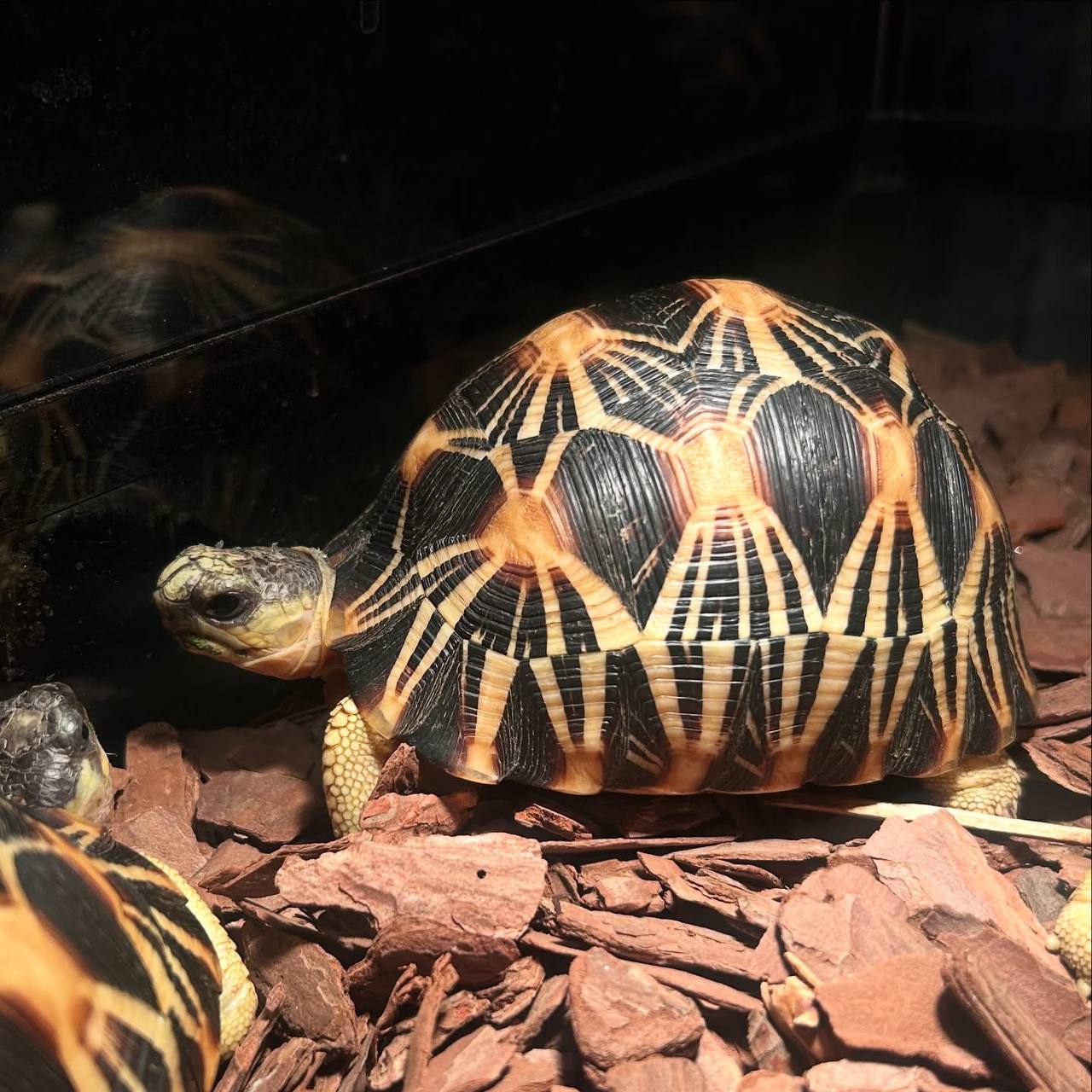 Radiated Tortoise – Tortoise & Turtle Farm