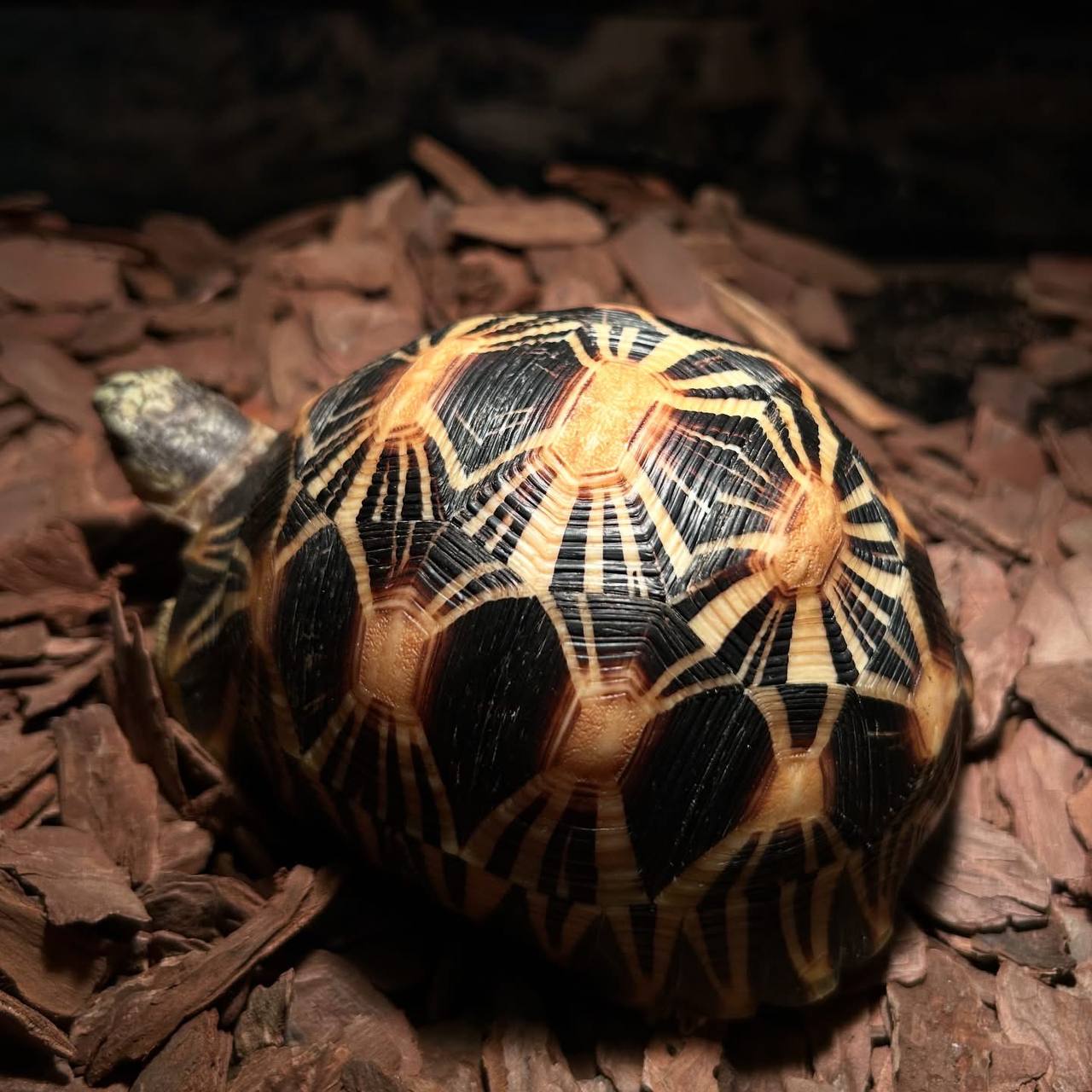 Radiated Tortoise – Tortoise & Turtle Farm