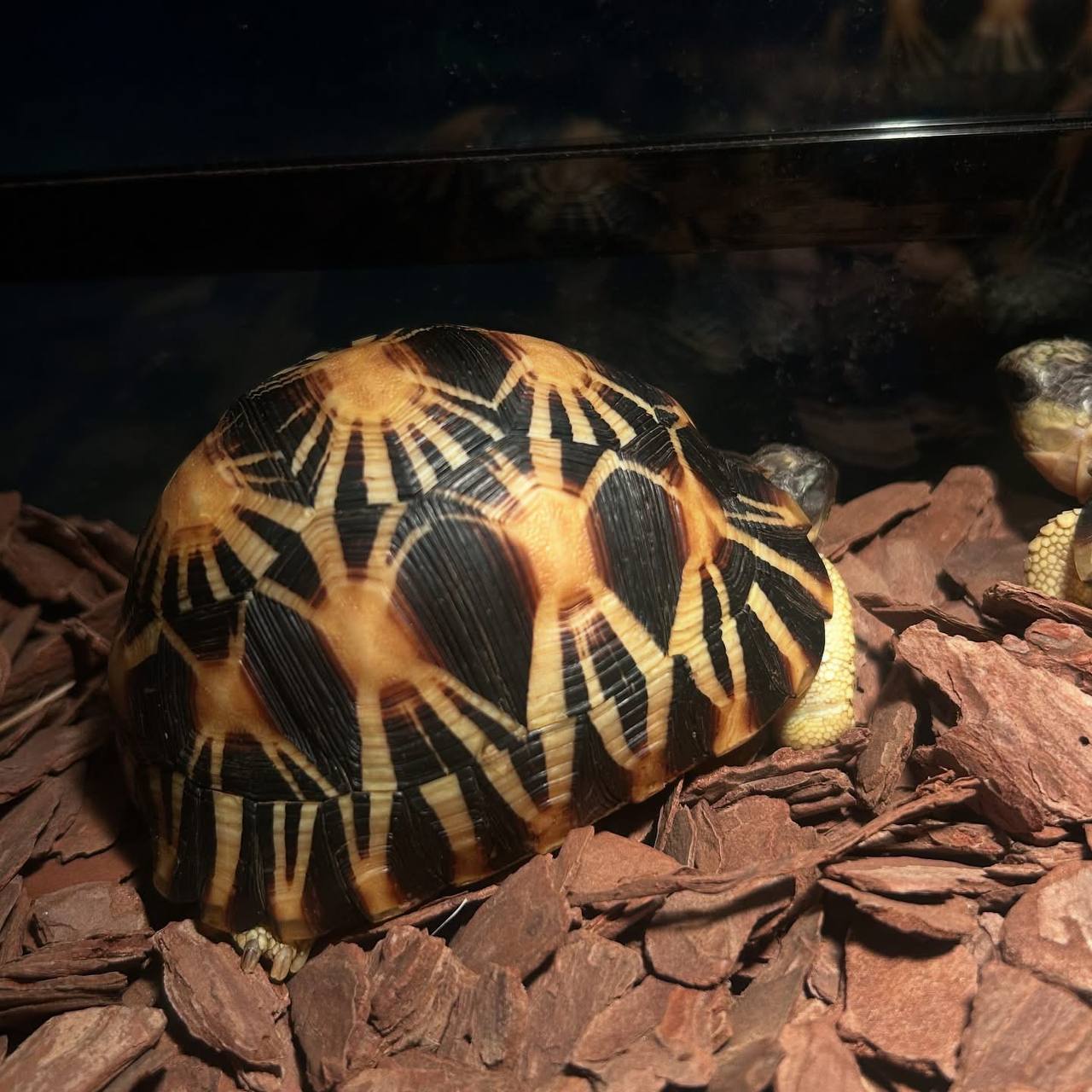 Radiated Tortoise – Tortoise & Turtle Farm